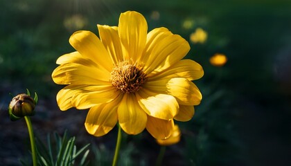 Fototapeta premium vibrant yellow flower bloom nature beauty
