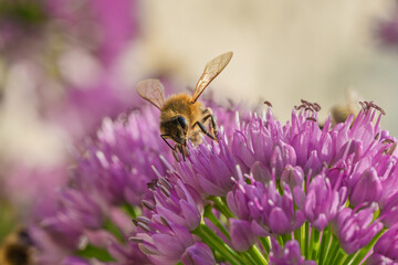 Apis mellifera honey bee pollinating vibrant purple Allium flower macro