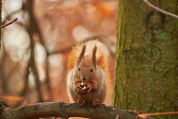 Red Squirrel Eating a Nut on a Branch