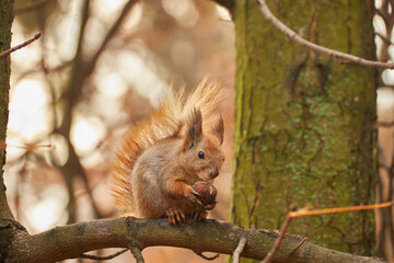Portrait of a Red Squirrel Eating a Nut