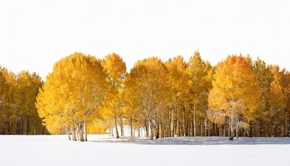 Fototapeta premium golden aspen trees in a row on snowy ground isolated on white
