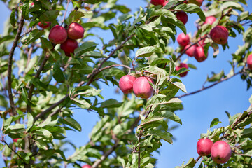 fruits in an apple tree, blue sky as background