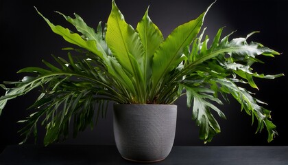a vibrant asplenium nidus commonly known as a bird s nest fern thrives in a sleek gray pot showcasing its lush textured fronds against a stark black backdrop