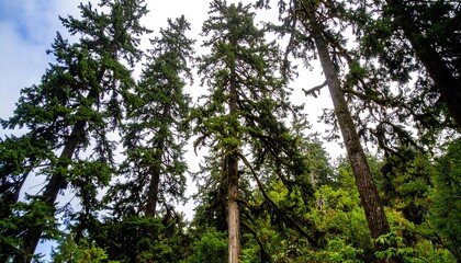 Tall evergreen trees reaching skyward in a dense forest