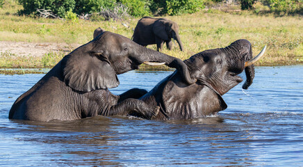 Two elephants in the Chobe river in Botswana with a third on the bank. I looks like the one is tickling the other one