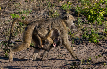 Baboon walking with a baby clinging to its belly and busy breast feeding