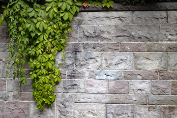 Fresh green vine spreading across a textured masonry wall. Natural backdrop with copy space for eco...