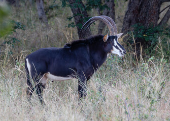 Side view of a sable antelope with big curved hors in Chobe National Park