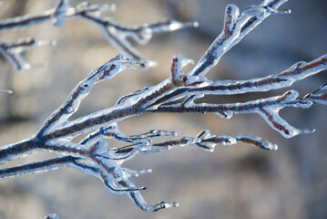 Frozen ice formed around tree branches after ice storm