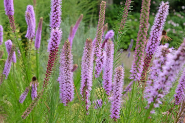 Purple spikes of Liatris spicata, button snakewort ‘Floristan Violett’ in flower.
