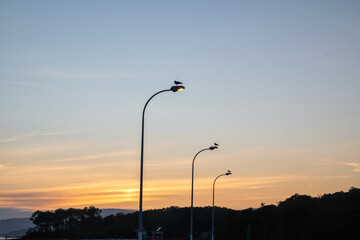 Tres gaviotas, tres farolas