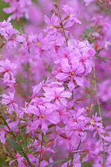 Purple pink Lythrum Virgatum, or wand loosestrife, in flower.