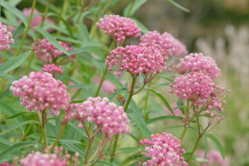 Pink Asclepias incarnata, swamp milkweed, in flower.