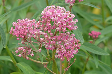 Pink Asclepias incarnata, swamp milkweed, in flower.
