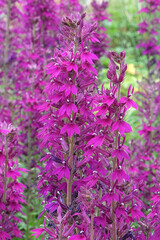 Obraz premium Deep purple Lobelia speciosa ‘Hadspen Purple’ in flower.