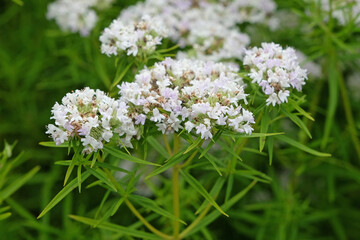 White Pycnanthemum flexuosum, Appalachian mountain mint, in flower.