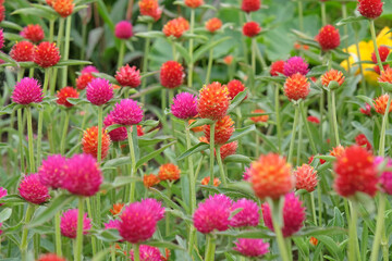 Purple and Red Gomphrena haageana, the Rio Grande globe amaranth or globe flower, in bloom.