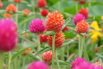 Purple and Red Gomphrena haageana, the Rio Grande globe amaranth or globe flower, in bloom.