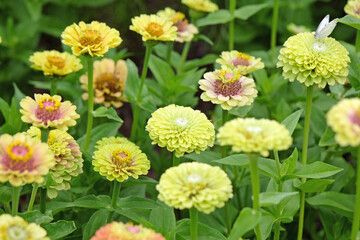 Pink, yellow and lime green Zinnia elegans, or common zinnia ‘Queen Lime Blush’ in flower.