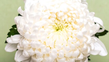 Close-up of a pristine white chrysanthemum