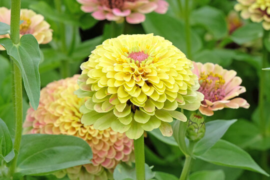 Pink, yellow and lime green Zinnia elegans, or common zinnia ‘Queen Lime Blush’ in flower. - Powered by Adobe
