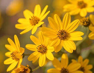 Close-up of bright yellow wildflowers