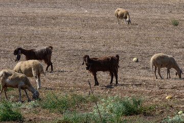 Fototapeta premium Cyprus Long-Eared Goats and Sheep Grazing in Pasture
