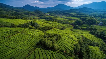 Serene Green Tea Terraces in Mountainous Landscape