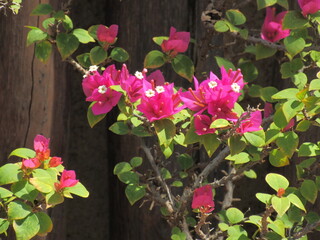 Rosas e lírios.