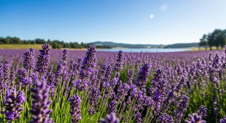 Lavender Field at Sunrise - Scenic Landscape with Purple Flowers
