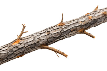 Detailed texture of a dry tree branch
