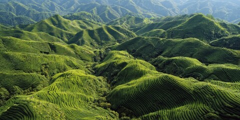 Serene Green Tea Terraces: An Aerial View of Rolling Hills