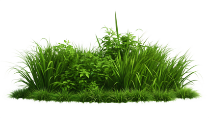 greengrass green plant lawn isolated on white background, png, ai generated