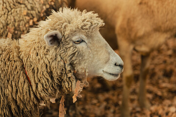 Corderos recién nacidos en una granja de Otavalo, Ecuador.