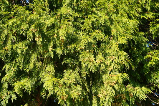 Nahaufnahme eines Riesenlebensbaums (Thuja plicata 'Atrovirens') im Fr&uuml;hherbst