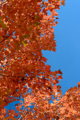 Fiery autumn leaves against a brilliant blue sky.