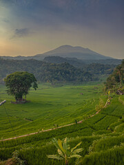 Fototapeta premium View rice field in the morning