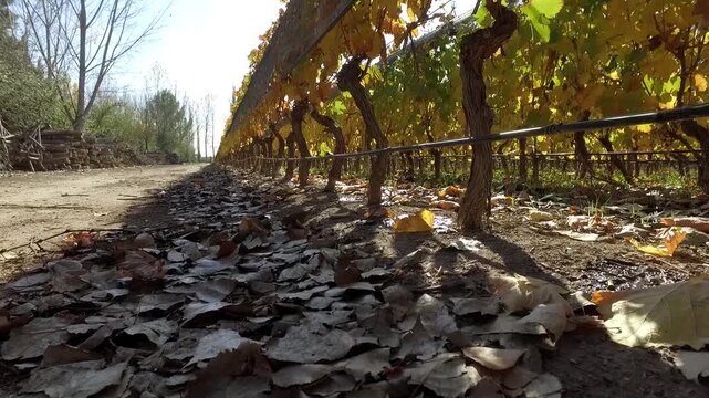 Toma vista de hormiga de riego en vi&ntilde;edo en oto&ntilde;o