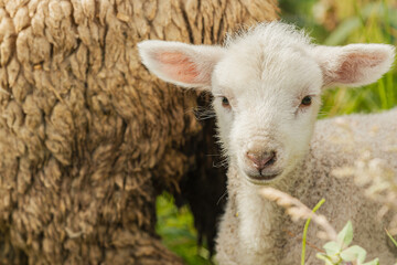 Corderos recién nacidos en una granja de Otavalo, Ecuador.