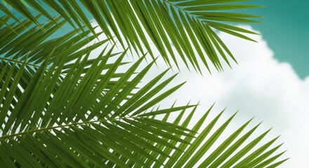 Obraz premium Palm Fronds Against Sky
