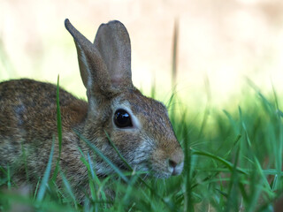 Cottontail bunny rabbit crouching in grass. 