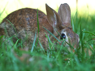 Cottontail bunny rabbit crouching in grass. 