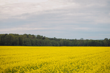 Fototapeta premium Wide yellow rapeseed field in spring under cloudy sky with green forest on horizon. Concept of agriculture, farming, rural landscape, nature.