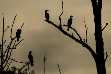 Cormorans sit as dark silhouettes on a bare tree against a orange and yellow sunset sky, creating a dramatic natural scene.