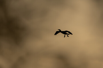 Cormorant Flying as Silhouette at Sunset
