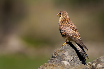 Turmfalke (Falco tinnunculus canariensis) Weibchen in Seitenansicht auf Vulkangestein einer...