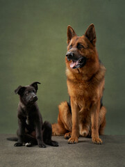 A tan German Shepherd and a young black puppy sitting on a green background. The image portrays a...