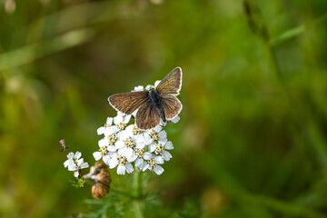 butterfly on a flower