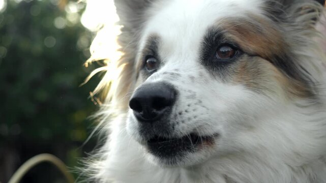 Owner restrains barking dog by collar in bright sunlight, managing excitable pet s reaction to external stimuli outdoors. Close up.