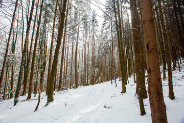 View to the forest in winter, Karkonosze, Szklarska Poręba, Poland
